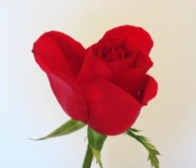 Image of a rose fully open. 