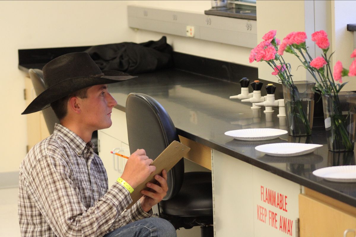 4-H student judging pink carnations during the annual 4-H conference/competition. 